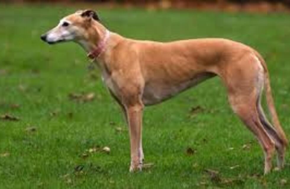 Vecino golpeó un perro hasta matarlo en Arroyito