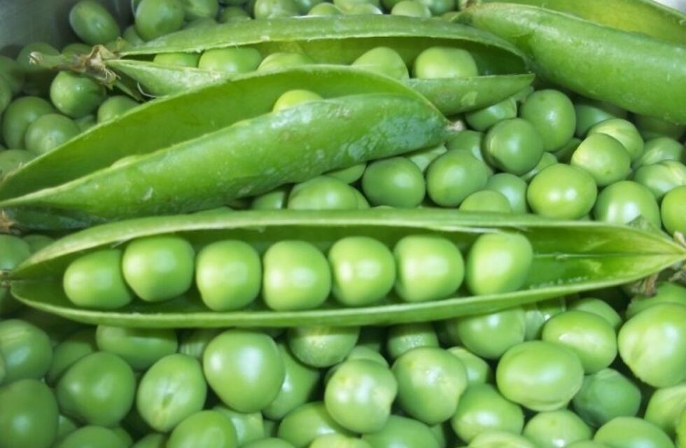 Es momento de sumar habas y arvejas a nuestro huerto