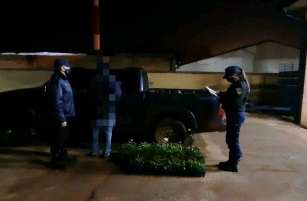 Un detenido por el robo de 350 plantines de yerba mate de un lote de Los Helechos