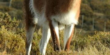 Santa Cruz guanacos