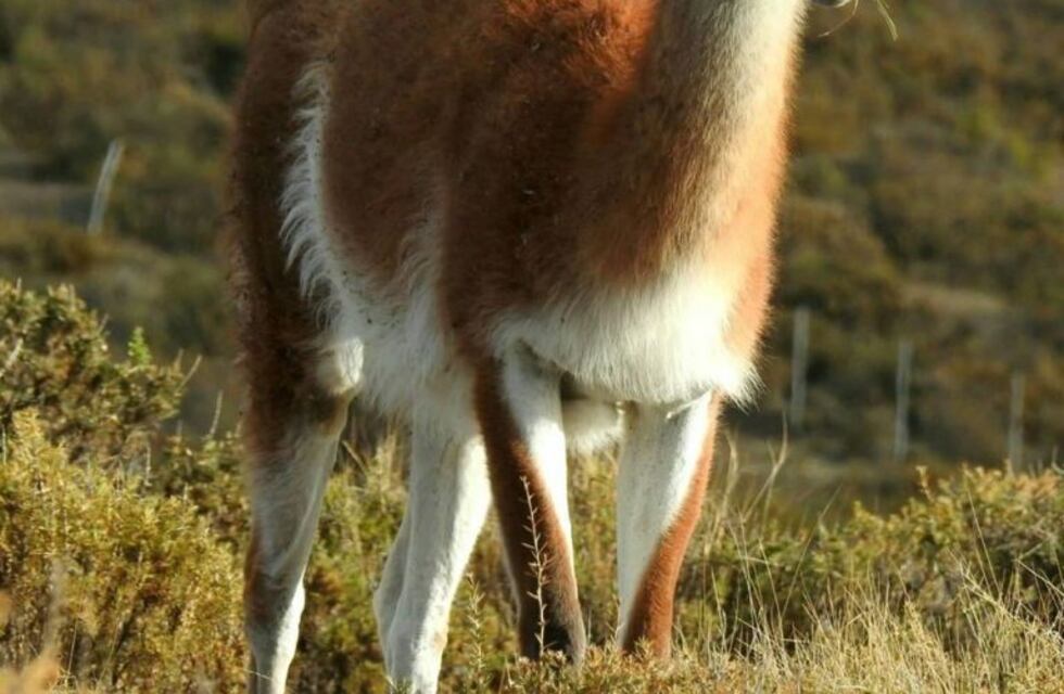 Guanacos en la playa: una inusual escena en la Patagonia