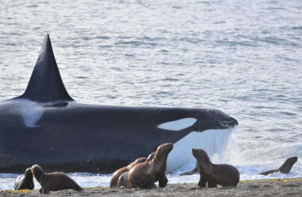 Se abrió la temporada de orcas en Chubut