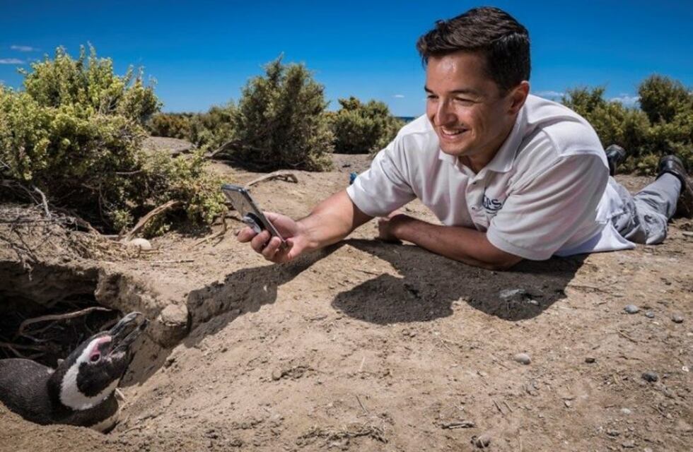 El científico argentino más famoso que trabaja para proteger a los pingüinos