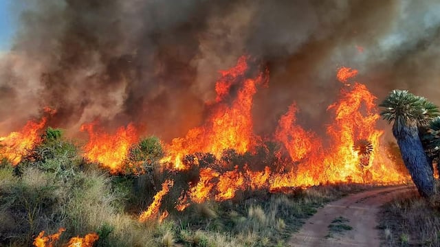 Incendios en Traslasierra. Las palmeras caranday aceleran el avance del fuego. (Gentileza Miguel Atala)
