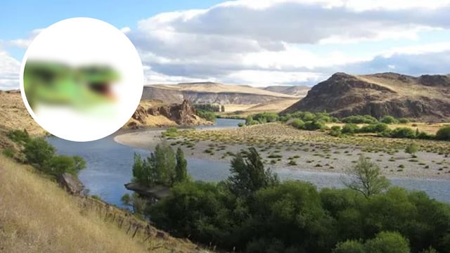 Hallaron una especie única de este animal en una zona de Neuquén.