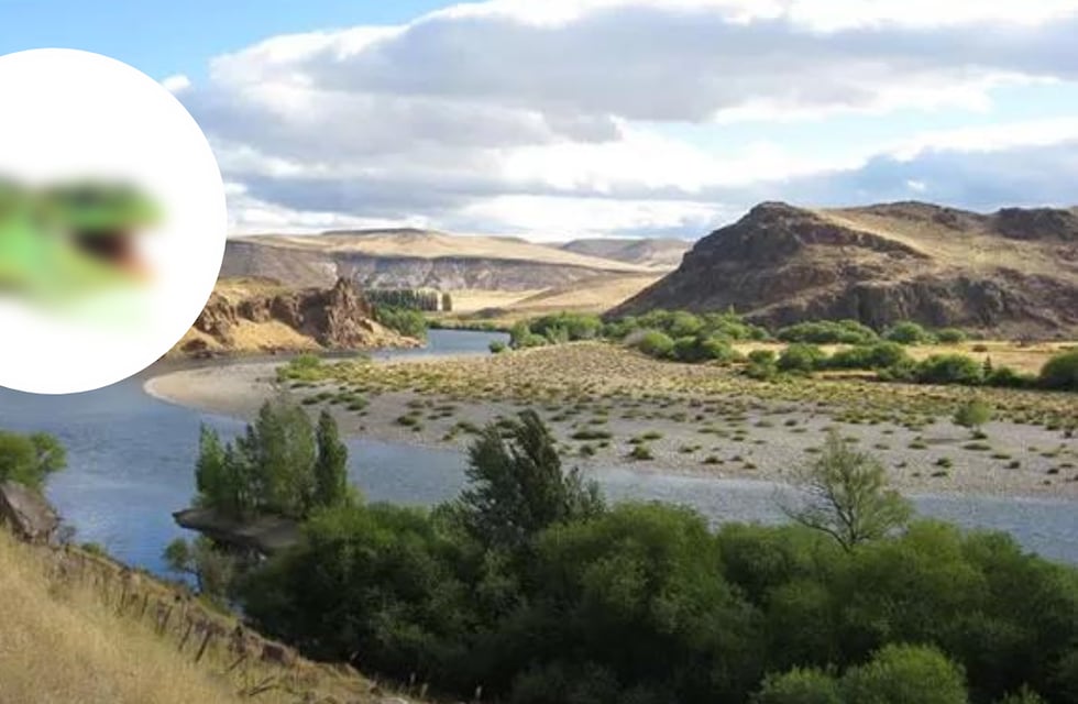 Impresionante hallazgo: cómo es la lagartija “brillante” que descubrieron en Neuquén