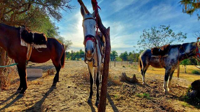 Visitas al "Establecimiento Las Palmera".