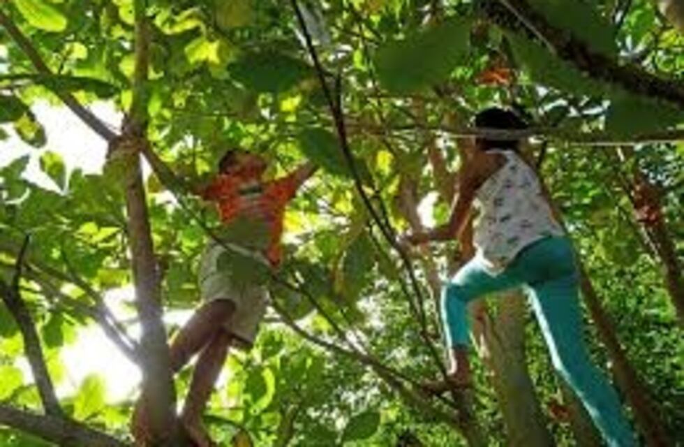 Menor se cayó de un árbol y un hierro se le incrustó en el ano