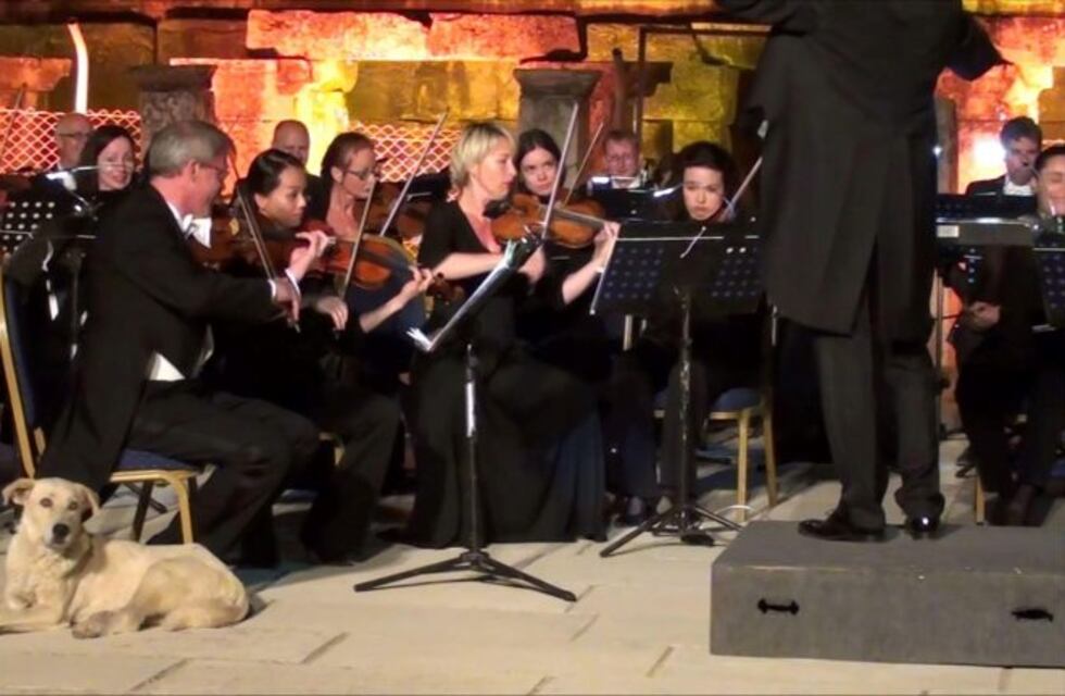 El perro se sentó al lado de la orquesta y se robó las miradas