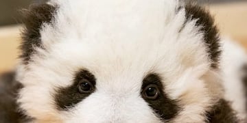 Oso panda Berlin\n(Twitter/@zooberlin)