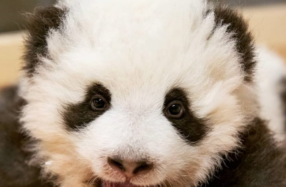 Un oso panda bebé tuvo un tierno ataque de hipo que se volvió viral