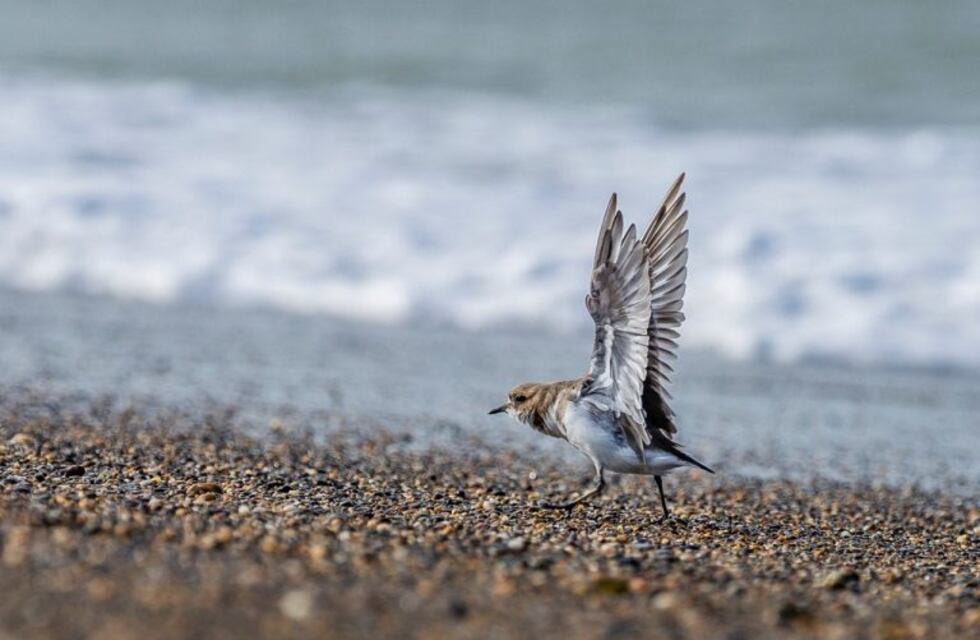 Por primera vez, Río Grande participa del Festival Internacional de Aves Migratorias