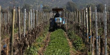 ACOMPAÑA CRÓNICA: CHILE VINOS AME3048\u002E VALPARAISO (CHILE), 07/09/2020\u002E- Un hombre recorre en un tractor los viñedos ayudando en el control de maleza en la agricultura orgánica de la viña Emiliana el 3 de septiembre de 2020, ubicada en la comuna de Casablanca, ciudad de Valparaíso (Chile)\u002E Chile, uno de los mayores productores de vino del mundo, ha logrado renovar el milenario arte de la elaboración de la bebida con apuestas como los vinos \