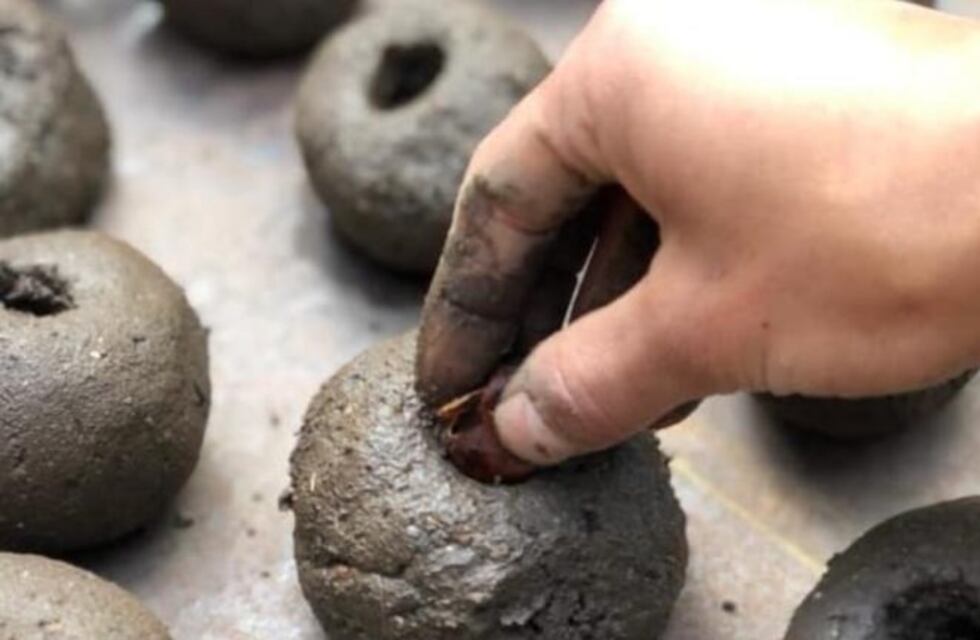 Buscan reforestar zonas afectadas por incendios en Córdoba con "bombas de semillas"