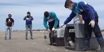 Siete pingüinos regresaron al mar tras ser rehabilitados por presentar distintos cuadros de empetrolamiento y desnutrición (web)\u002E