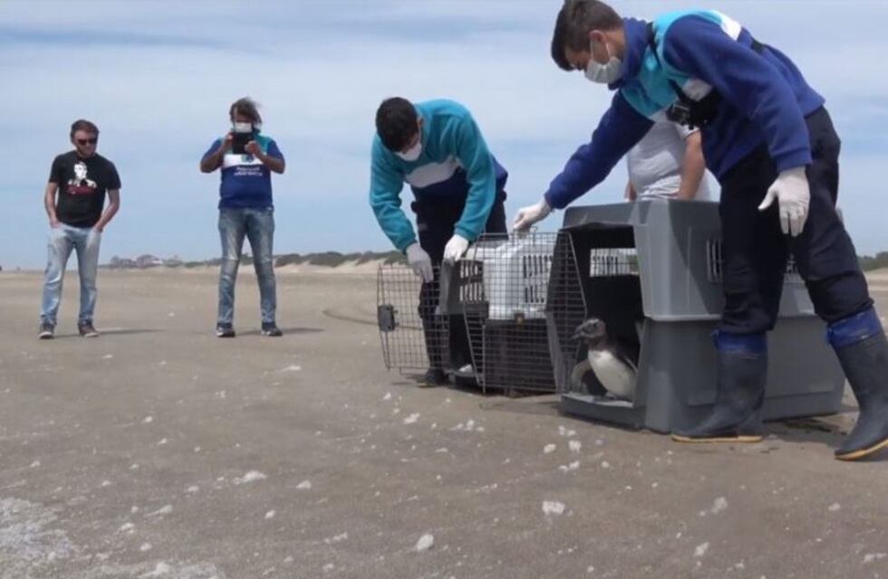 Regresaron al mar siete pingüinos que habían sido rehabilitados