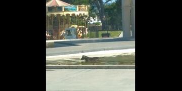 El perrito catamarqueño que \