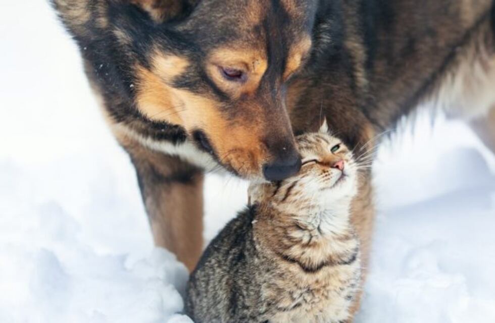 En Oberá comenzó la campaña de vacunación antirrábica en los barrios