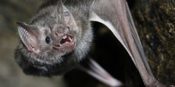 murciélago rabia\nCrédito: Vía País