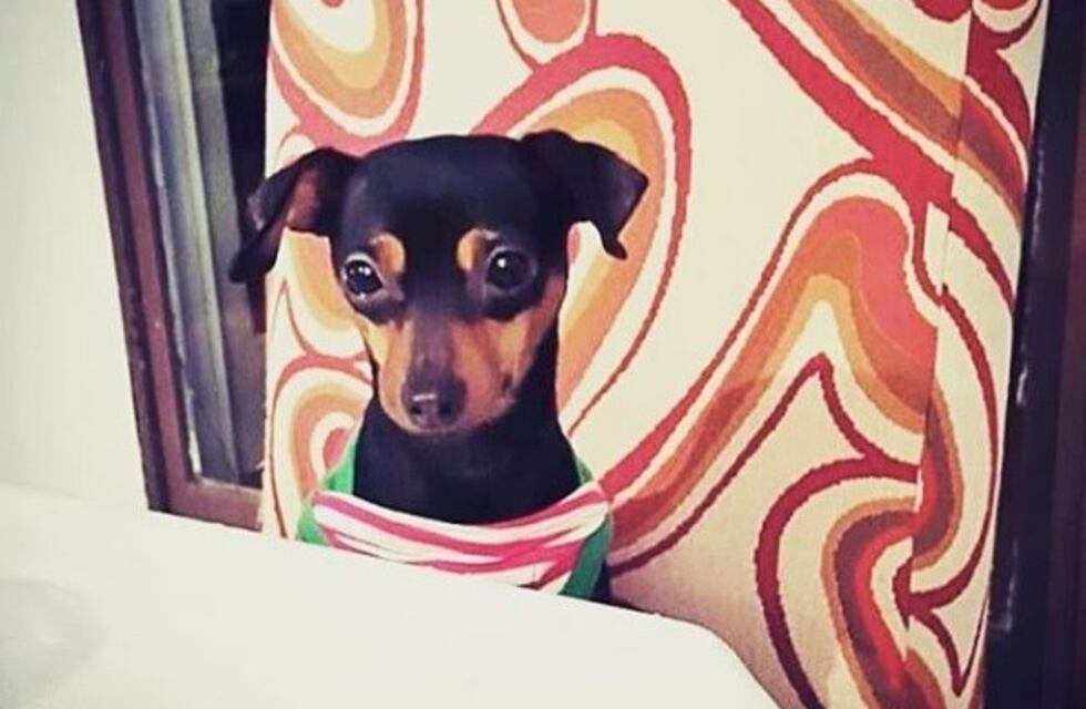 Perdió a su perra hace un mes y ofrece 30 mil pesos y un auto como recompensa