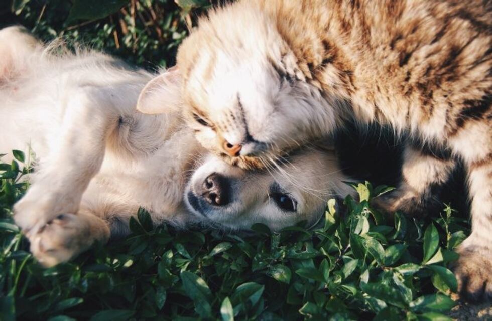 Veterinario Ricardo González: ¿Estamos listos para recibir una mascota en casa?