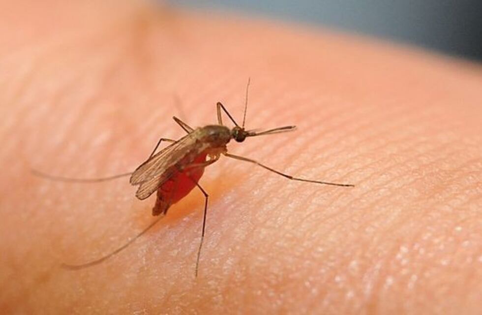 Un especialista advierte que los mosquitos que invadieron la Ciudad "están en el lugar equivocado"