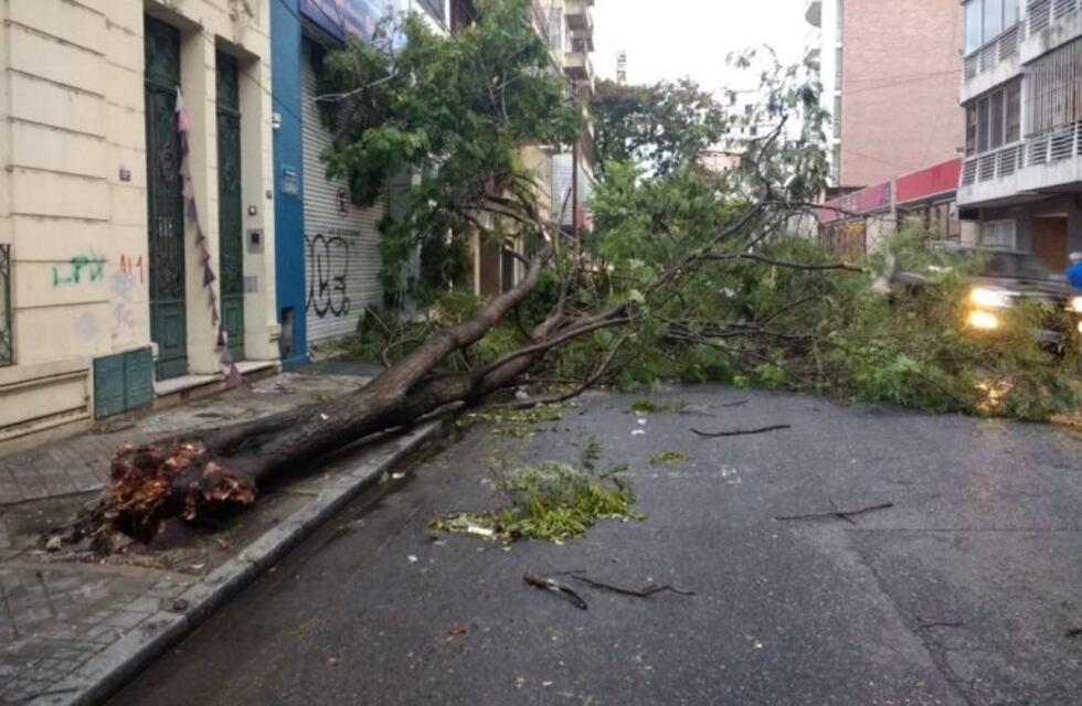 Defensa Civil contabilizó más de 30 árboles caídos y 9 voladuras de techo tras el temporal