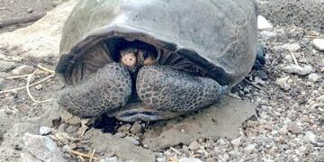 20/02/2019 Un ejemplar de una especie de tortuga gigante que se consideraba extinta desde hace alrededor de 100 años ha sido hallada en la isla de Fernandina, en Galápagos\u002E (DPA)