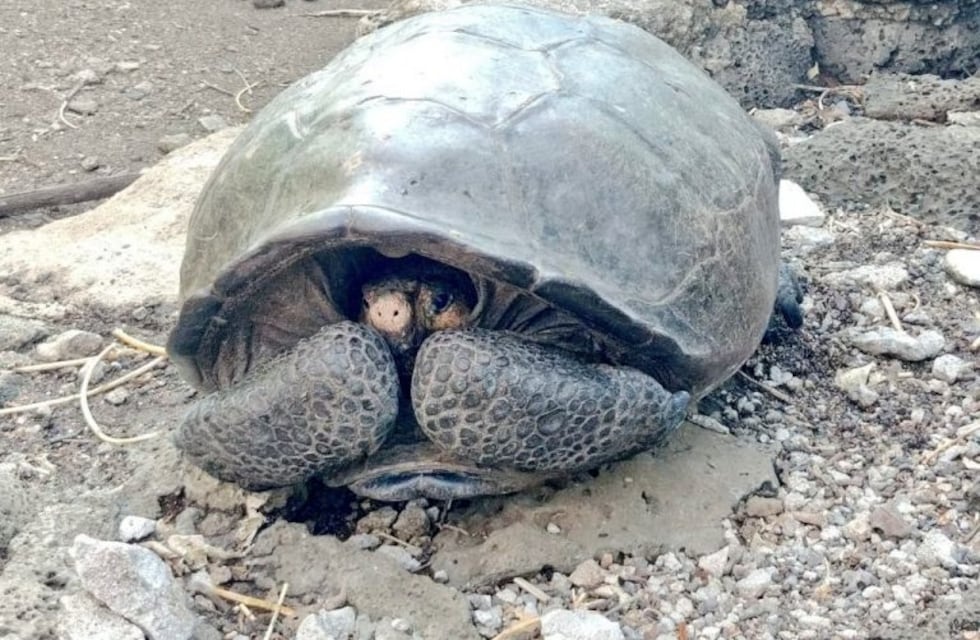 Ecuador: hallaron una tortuga gigante considerada extinta hace un siglo