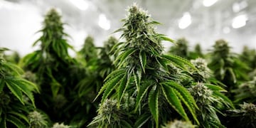 La Cámara baja mendocina dio media sanción al proyecto para regular el uso medicinal de cannabis\u002E