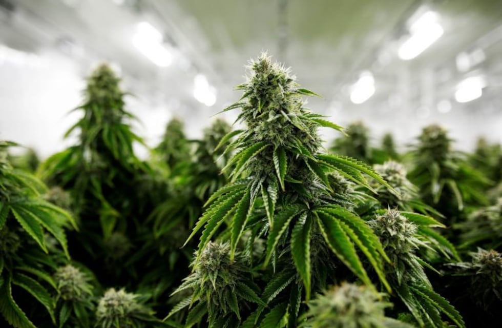 Media sanción al proyecto para regular el uso medicinal de cannabis