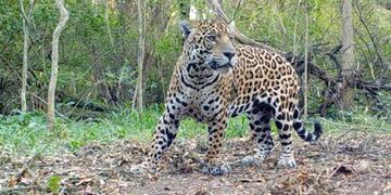 Inédito: cruzarán a dos yaguaretés para salvar la especie en extinción