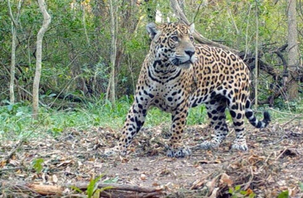Detectaron la presencia de otro yaguareté en el Impenetrable chaqueño