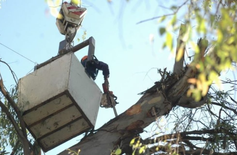Trabajos de poda y bacheo en la Ciudad