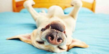 La posición favorita de los perros para dormir (Twitter)