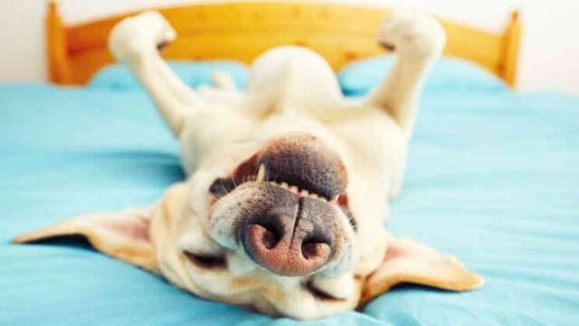 La posición favorita de los perros para dormir (Twitter)