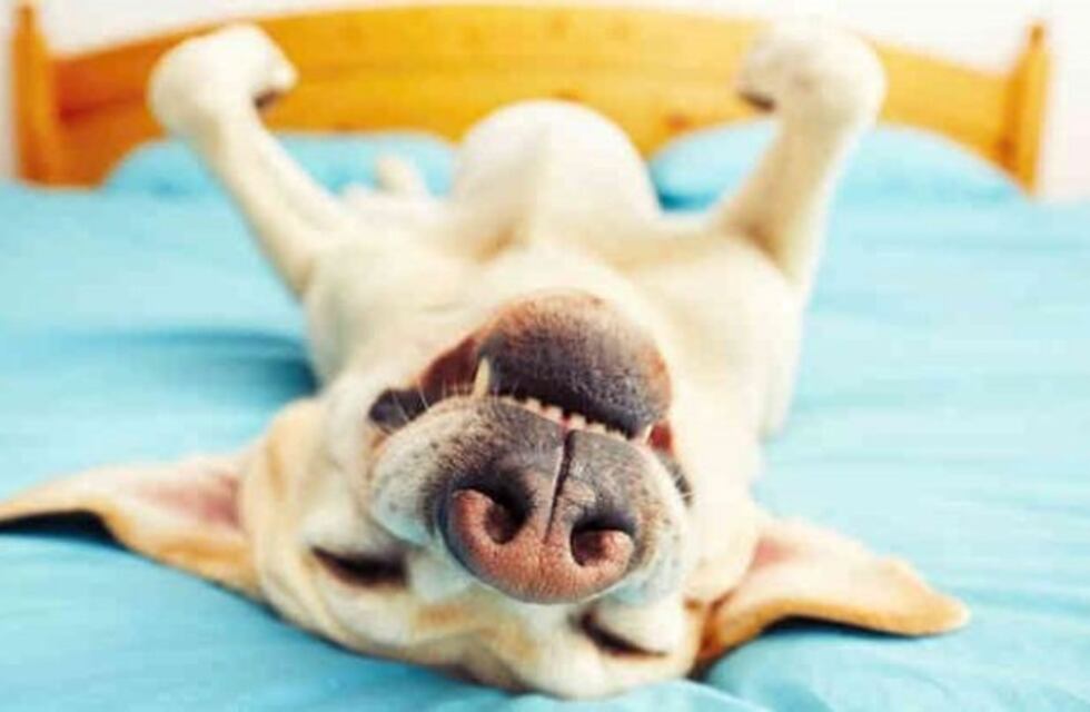 Un tuitero dejó en evidencia la pose favorita de los perros y gatos a la hora de dormir