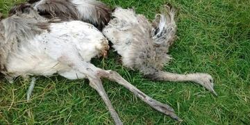 atacaron a animales del parque ecolu00f3gico urbano