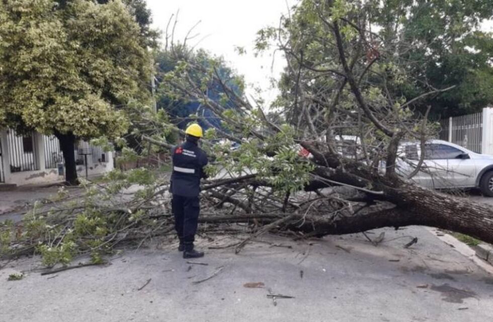 En lo que va del año hubo siete incidentes por árboles caídos en Salta
