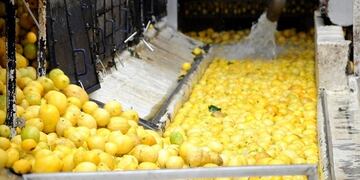 Tucumán cerró el envío del limón a la Unión Europea con el 80% exportado\u002E (Web)