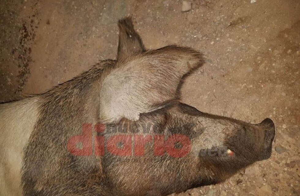 Accidente en Ruta 64: los protagonistas fueron un motociclista y un animal