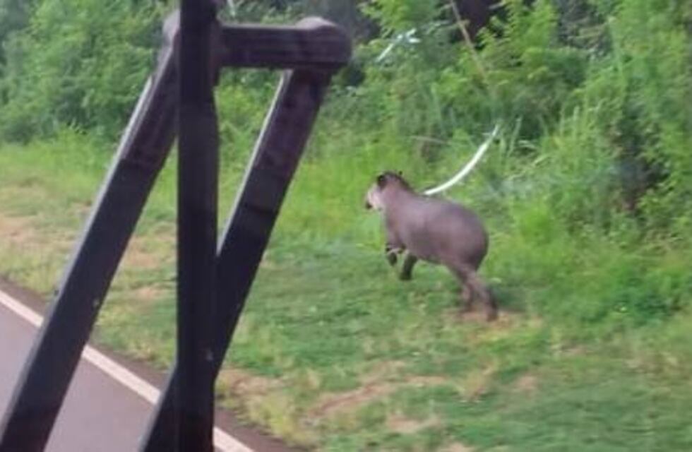 Filmaron a un tapir corriendo en el Parque Provincial Urugua í