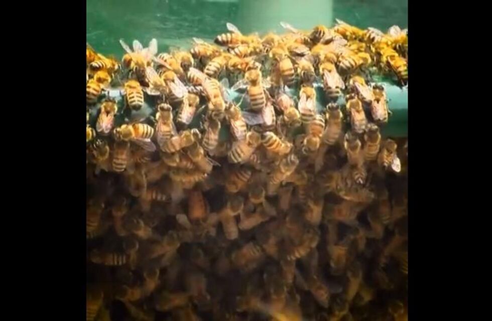 Un enjambre de abejas sorprendió a clientes en una confitería de San Telmo