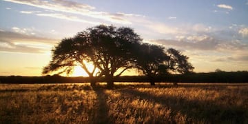 Día del Árbol (WorldPress)