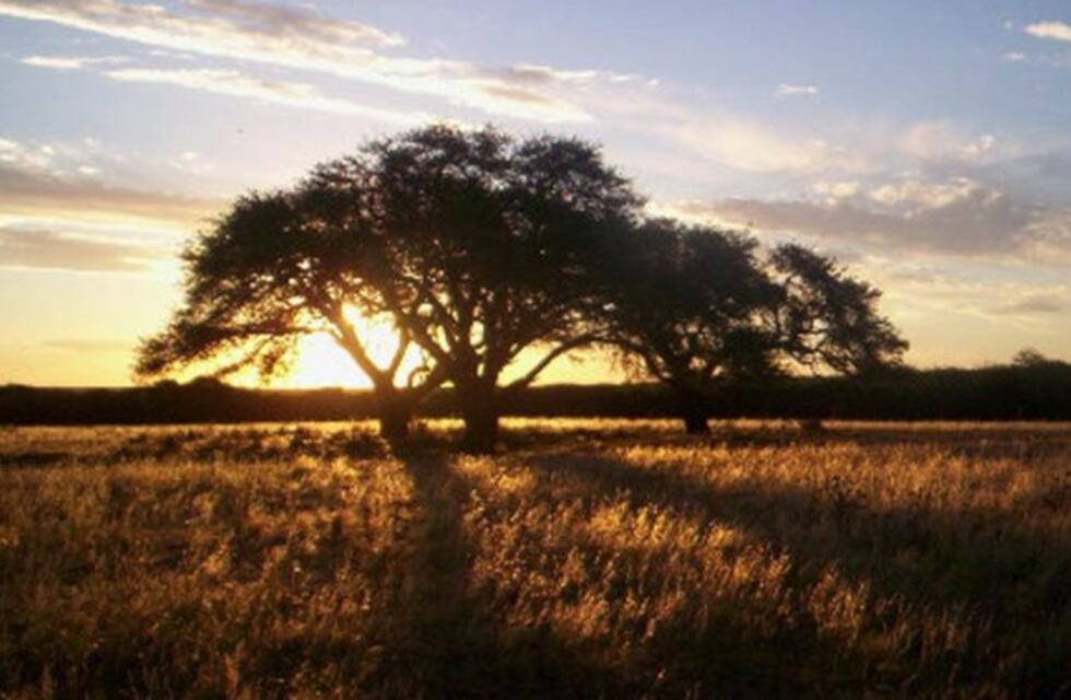 Realizarán actividades de concientización para celebrar el "Día del Árbol"