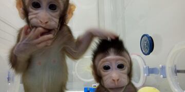 Los macacos cangrejeros Zhong Zhong y Hua Hua fotografiados en un centro de investigación de la Academia China de las Ciencias de Shanghai (imagen de fecha desconocida)\u002E (DPA)