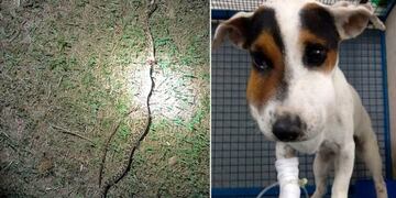 La yarará mordió al perro en la zona del lago del Cerro Pelado\u002E (Puntal\u002Ecom\u002Ear)