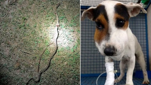 La yarará mordió al perro en la zona del lago del Cerro Pelado\u002E (Puntal\u002Ecom\u002Ear)