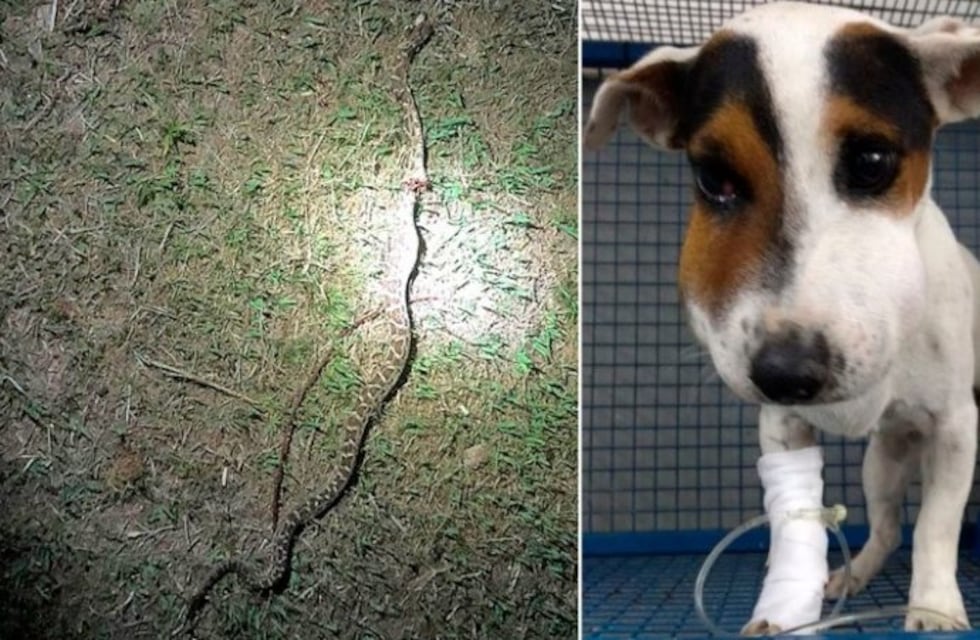Un perro fue mordido por una yarará en las sierras y podría perder su ojo