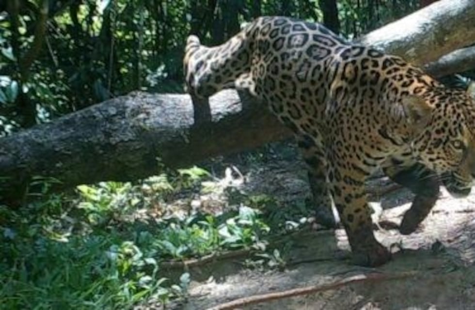 El yaguareté le subió la nota al ecosistema del Parque Península